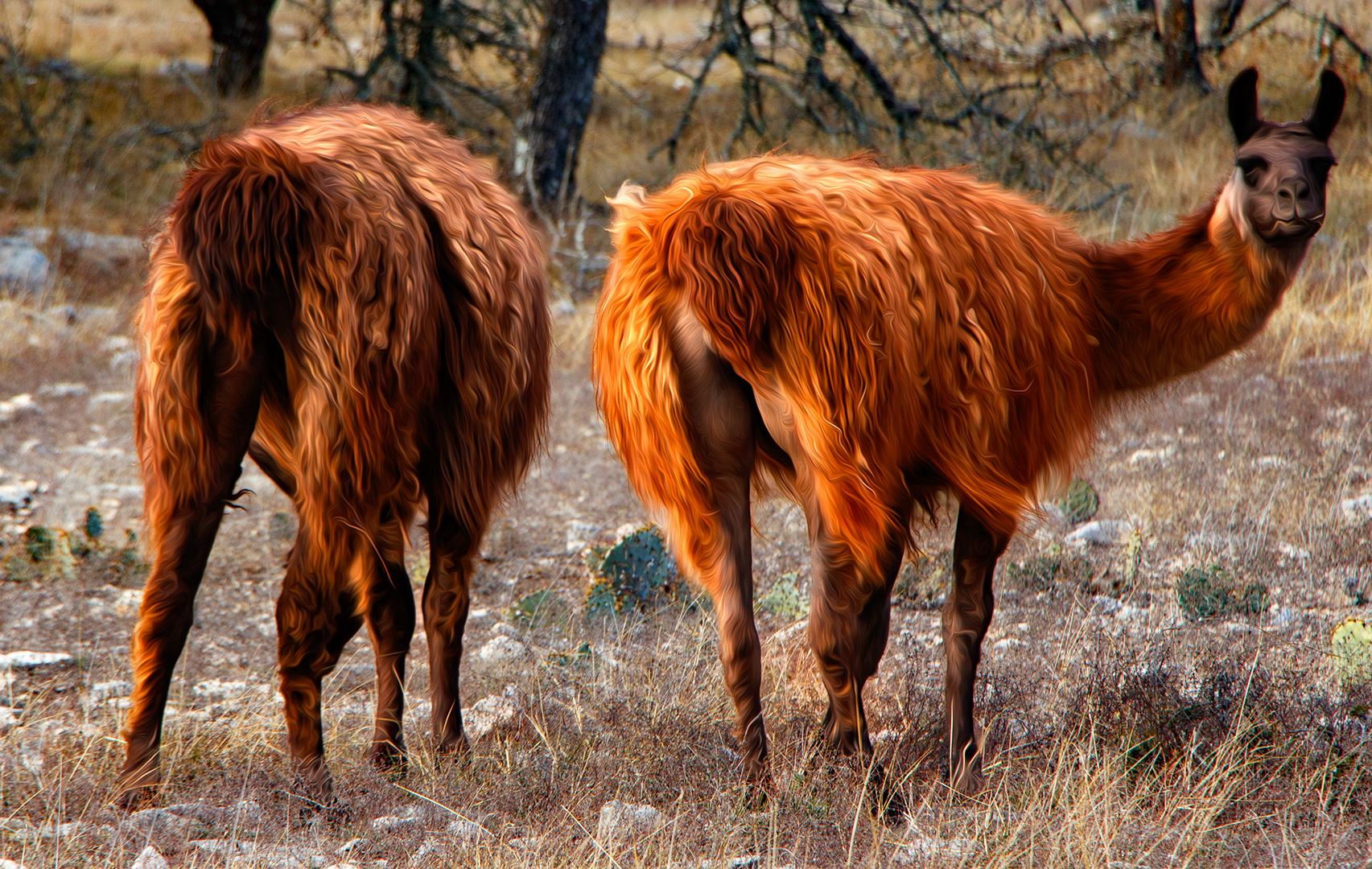 033_Alpacas 033_Alpacas