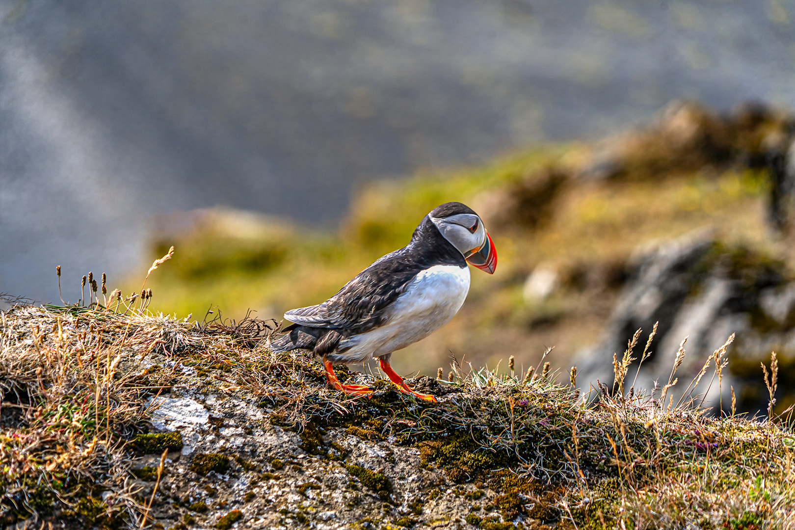 Puffin_Iceland