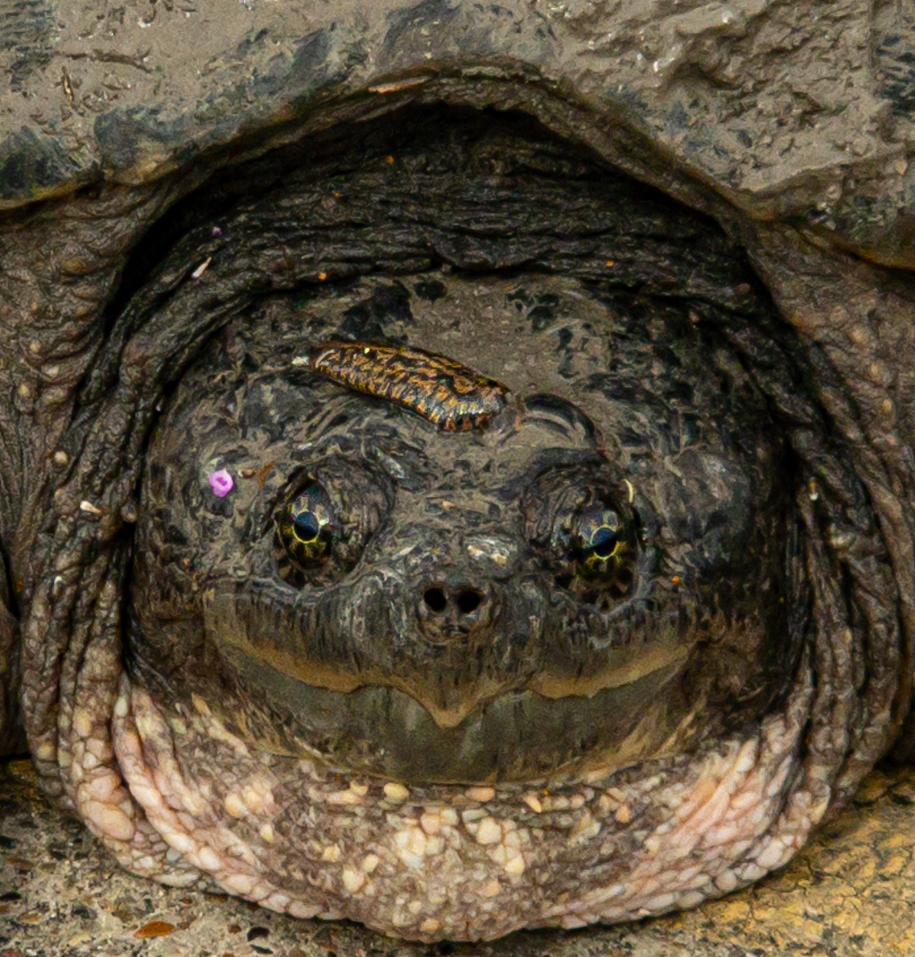Turtle_Leech