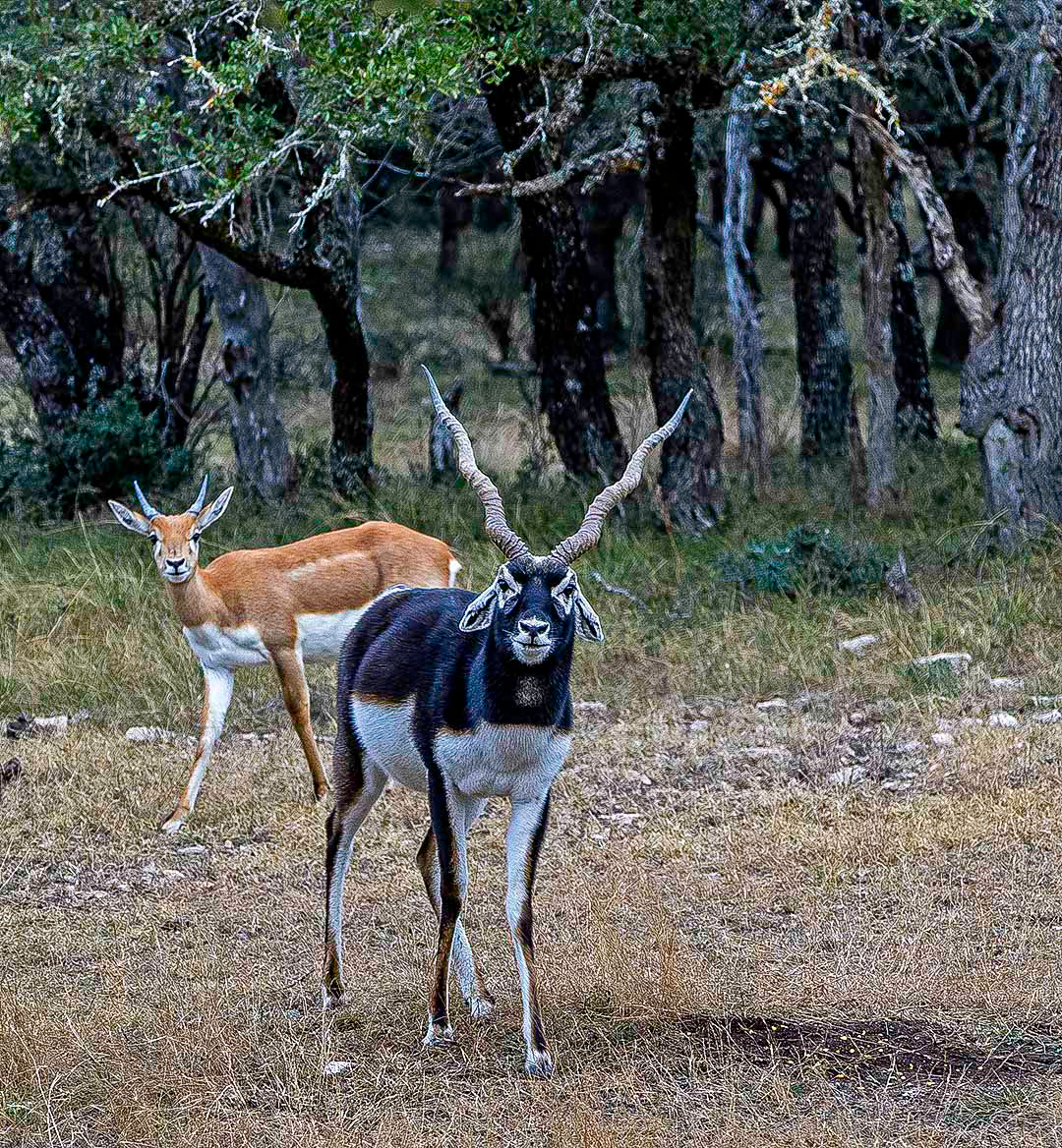 Blackbuck_Curiosity