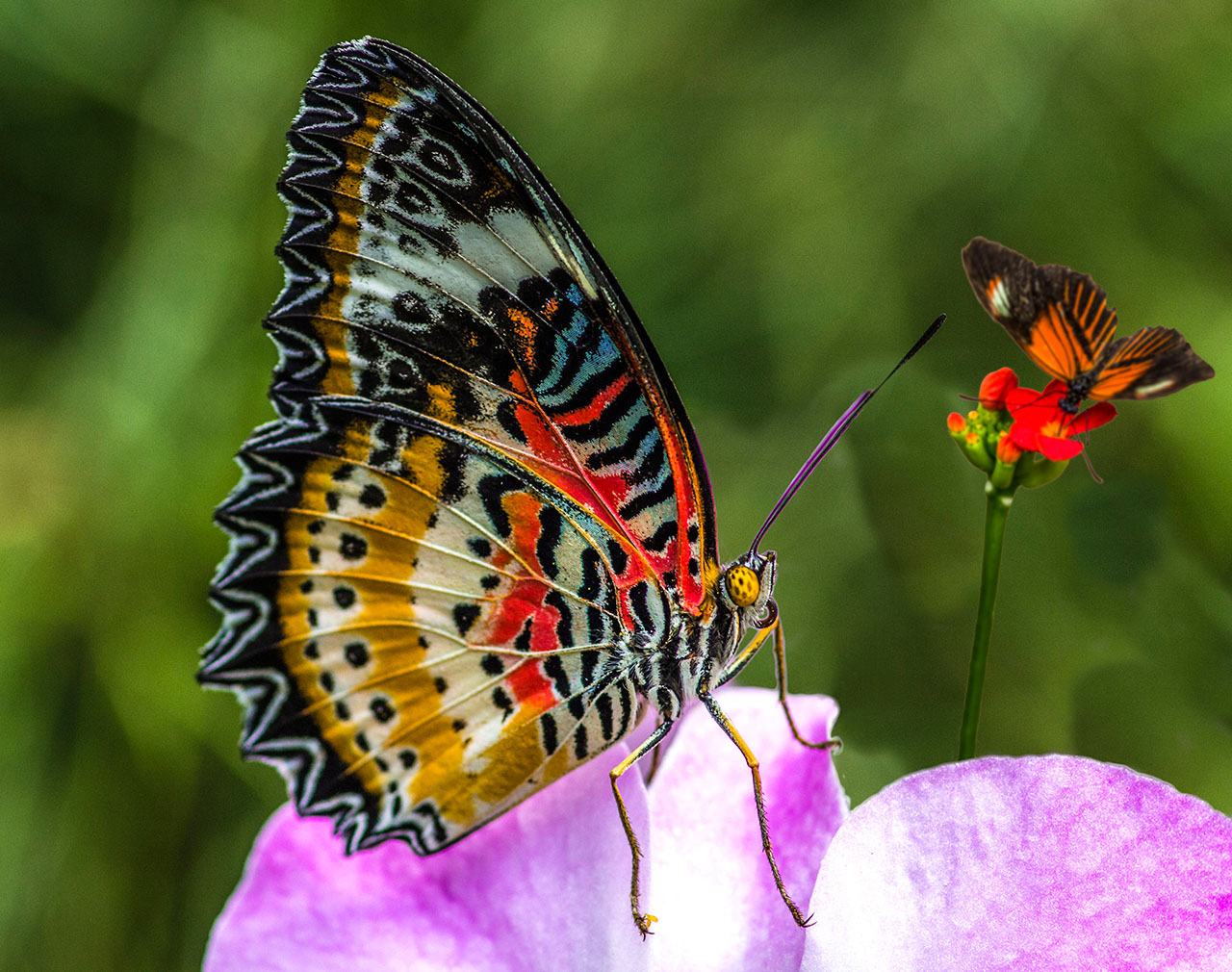 butterflies