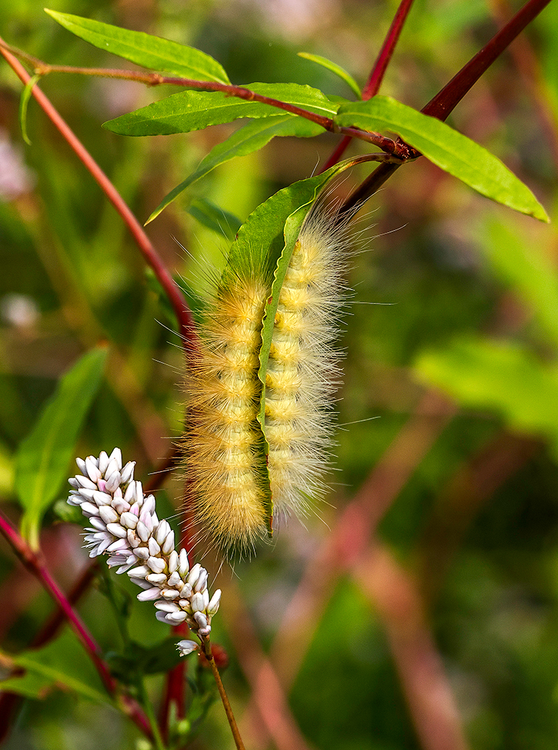 caterpillars_sharing