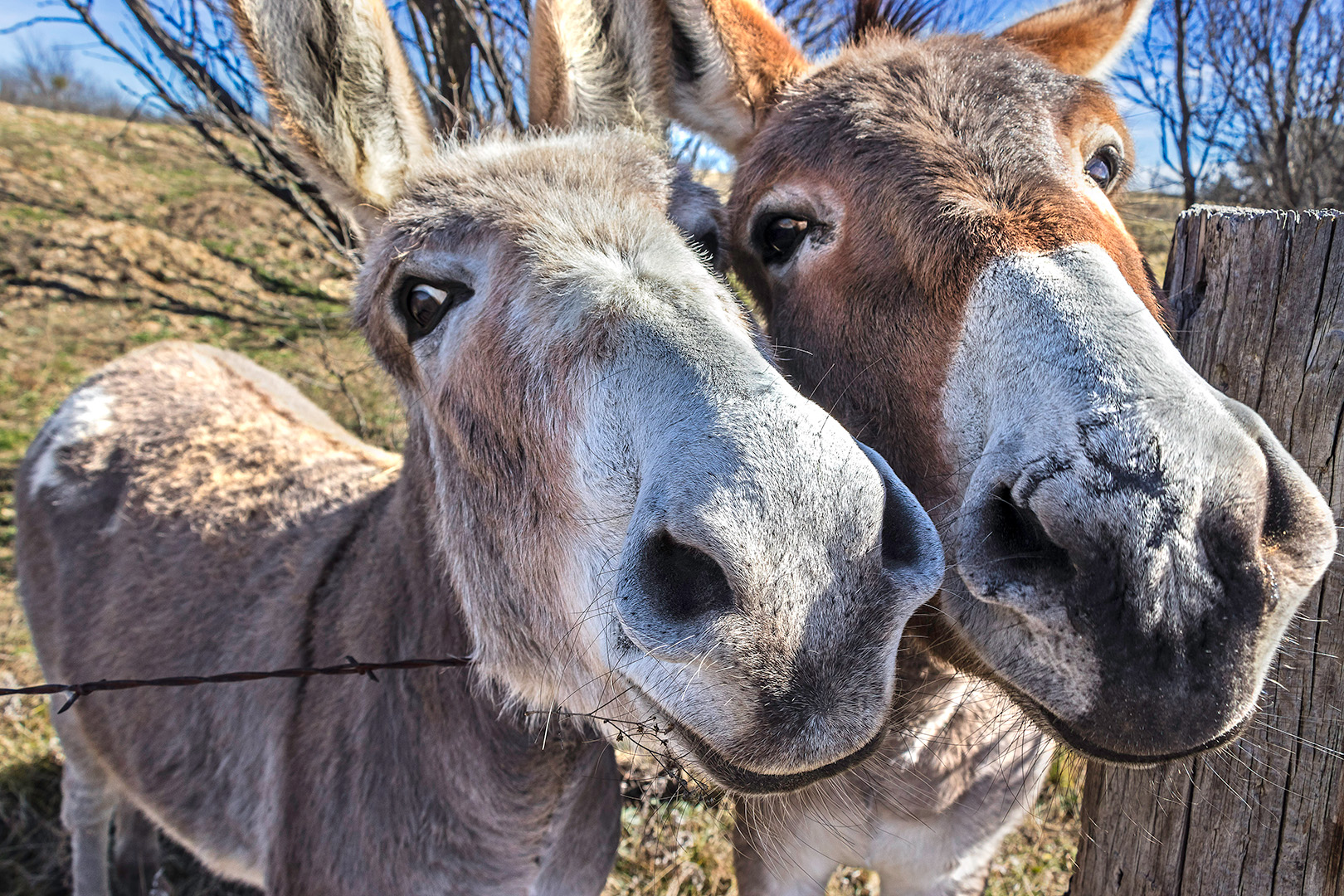 Donkey Friends