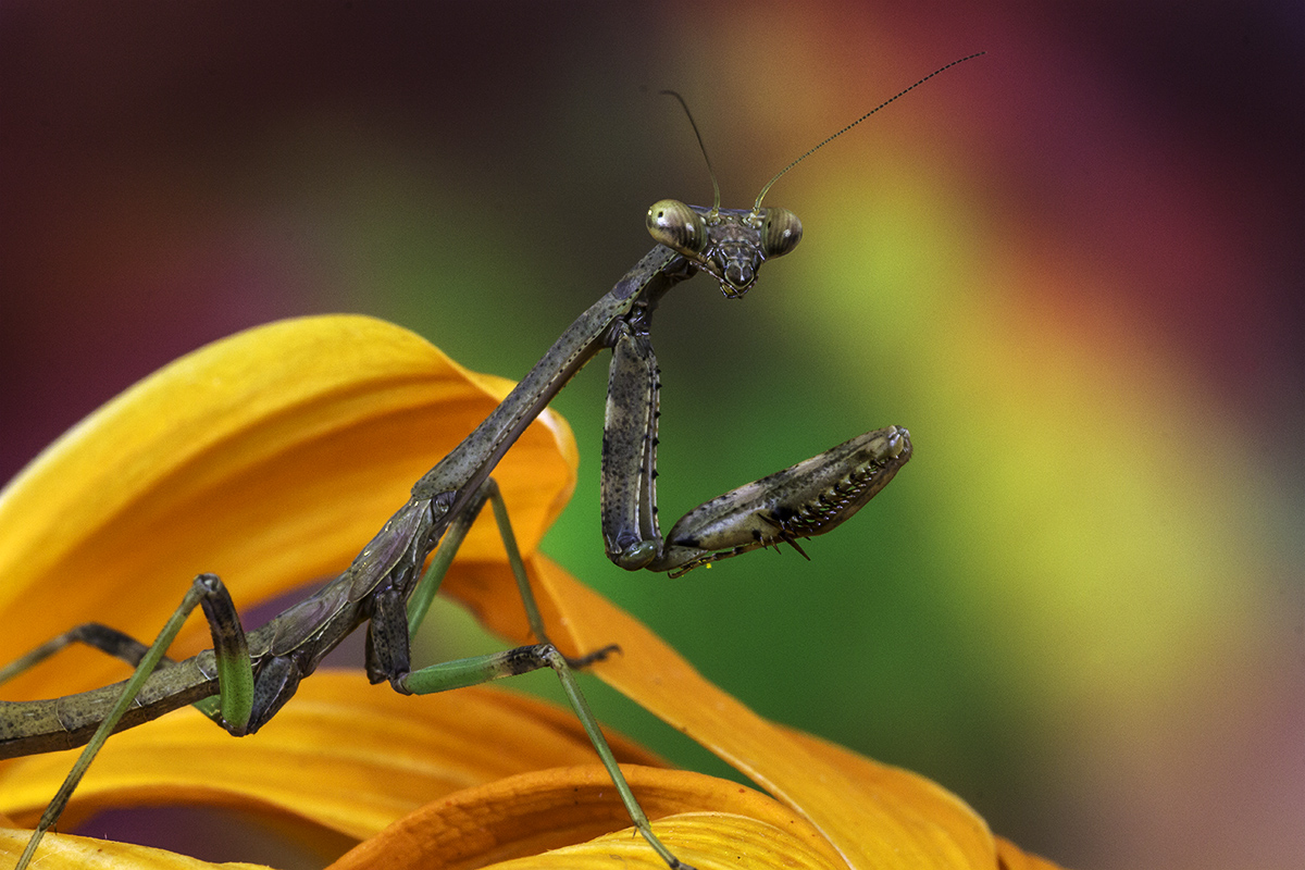 fullmantis