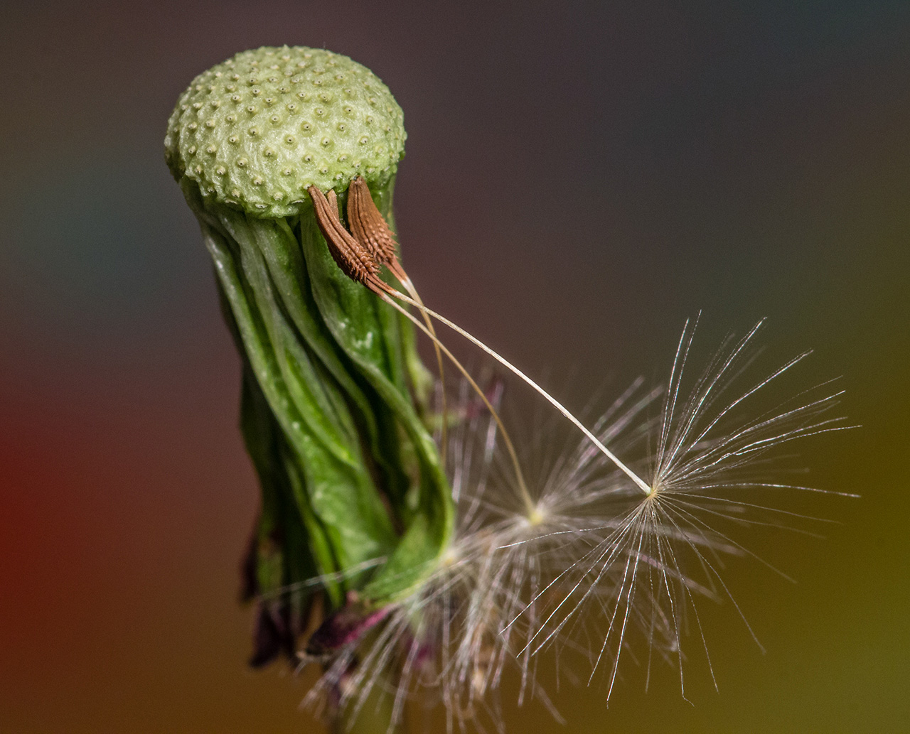 Mature Dandelion